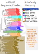 Thumbnail image of domain hierarchy showing divergence in a protein family based on phylogenetic relationships of protein sequences and functional properties.  Click on image to jump to a larger, annotated version in the CDD help document.