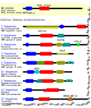 Thumbnail image showing the domain relatives for protein sequence NP_081086, mouse DNA mismatch repair protein Mlh1. Domain relatives are protein sequences that contain one or more of the conserved domains found in the query sequence, as identified by the Conserved Domain Architecture Retrieval Tool (CDART).  Click on the image for an example of how to find domain relatives for a query protein.