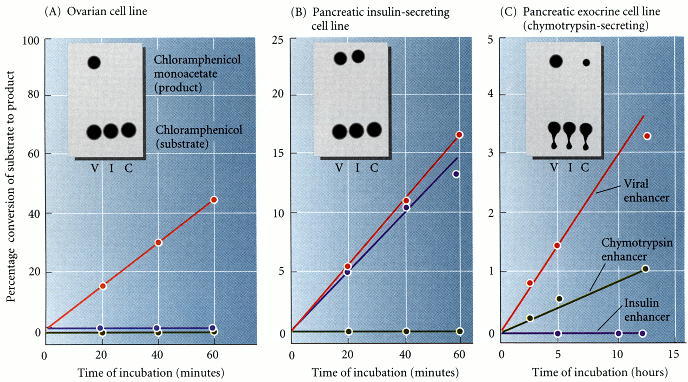 Enhancers In Transcription. pancreatic gene enhancers.