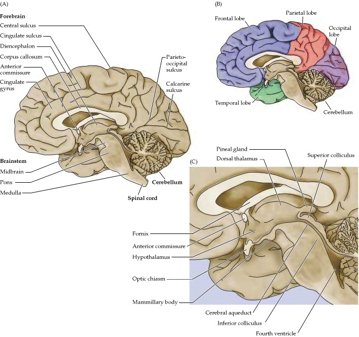 Sections Of The Brain. section of a ofthe Ca,