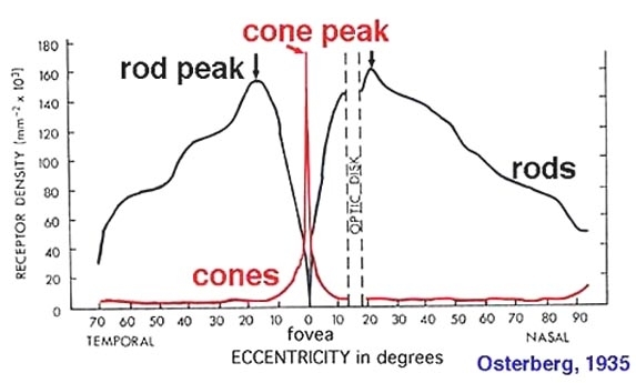 cerning the Human Retina - Webvision - NCBI B