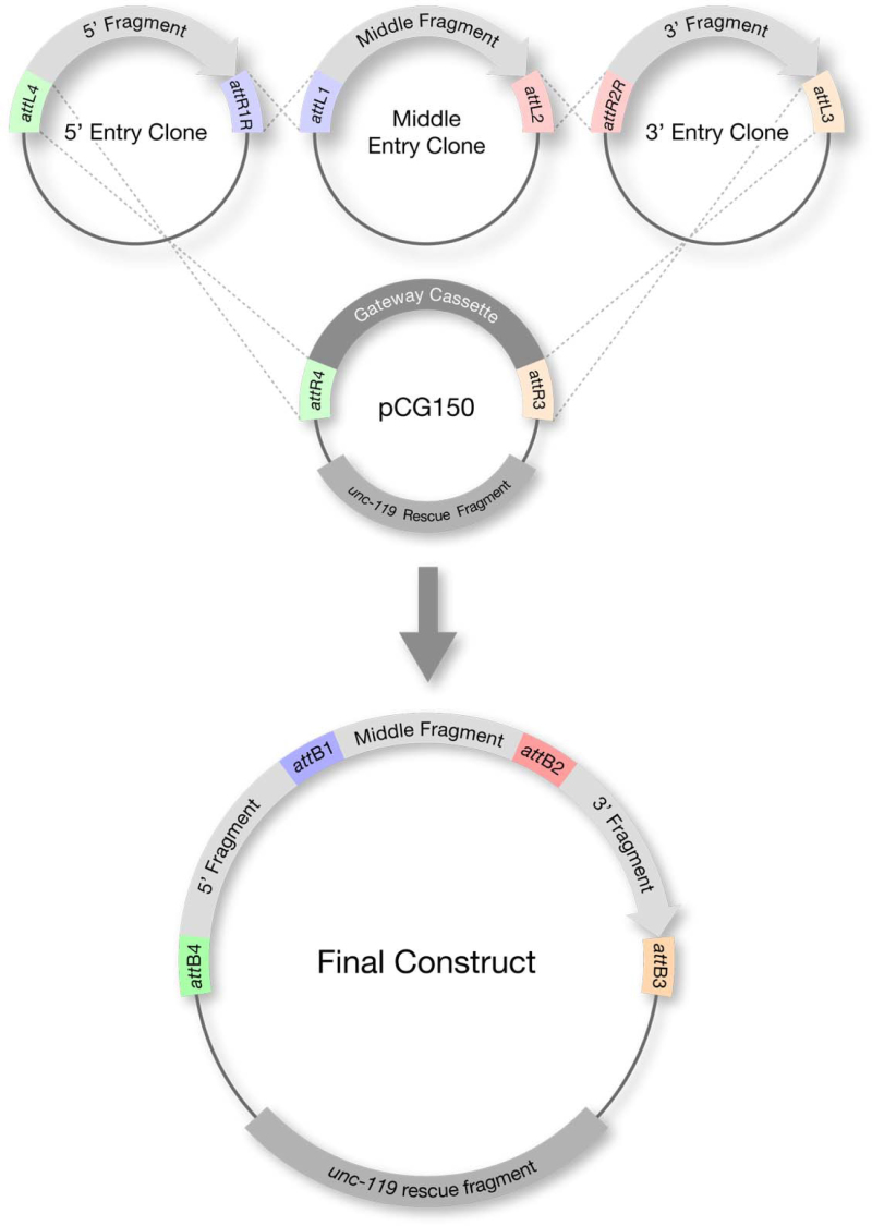 olutions for the germline - WormBook - NCBI B