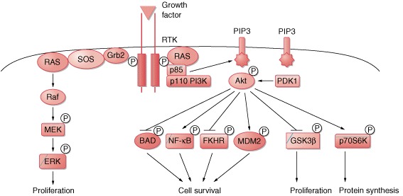 Receptors And Effectors. effectors of receptor