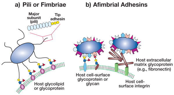 Examples of mechanisms of bacterial adherence to host-cell surfaces.