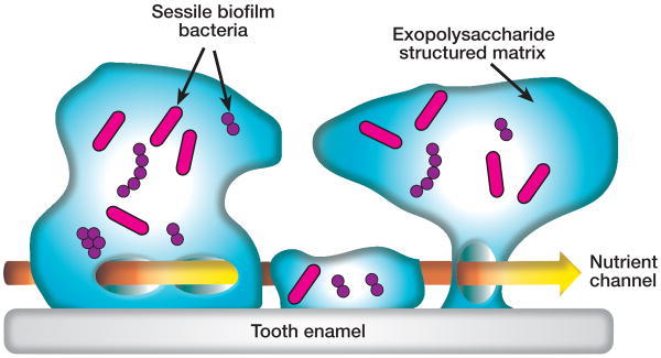 Biofilm Dental Plaque