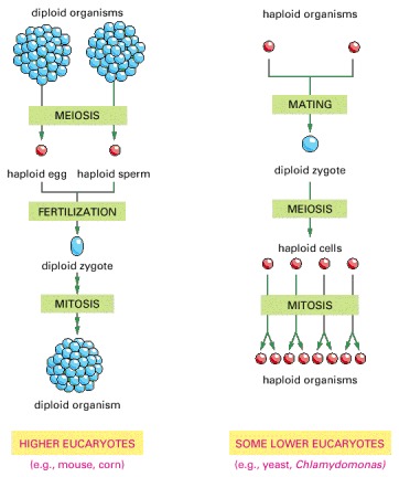 haploid versus diploid