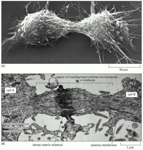 animal cell prophase. an animal cell in culture