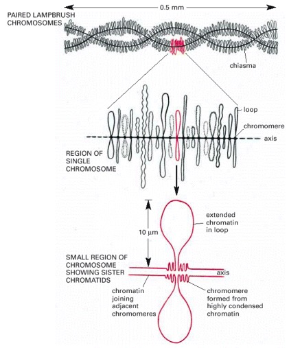 Dna Meaning