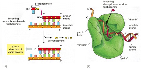 duplication of dna. DNA synthesis catalyzed by DNA