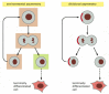 Figure 22-5. Two ways for a stem cell to produce daughters with different fates.