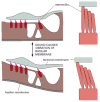 Figure 22-12. How a relative movement of the overlying extracellular matrix (the tectorial membrane) tilts the stereocilia of auditory hair cells in the organ of Corti in the inner ear of a mammal.