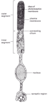Figure 22-15. A rod photoreceptor.