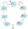 Figure 6-10. The transcription cycle of bacterial RNA polymerase.