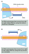Figure 6-13. The importance of RNA polymerase orientation.