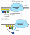 Figure 6-23. The “RNA factory” concept for eucaryotic RNA polymerase II.