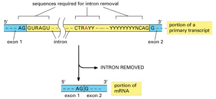 Figure 6-28. The consensus nucleotide sequences in an RNA molecule that signal the beginning and the end of most introns in humans.