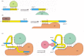 Figure 6-30. Several of the rearrangements that take place in the spliceosome during pre-mRNA splicing.