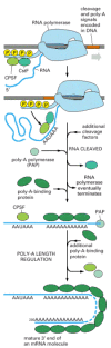 Figure 6-38. Some of the major steps in generating the 3′ end of a eucaryotic mRNA.