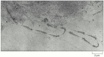 Figure 6-41. Transcription from tandemly arranged rRNA genes, as seen in the electron microscope.