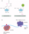 Figure 6-43. Modifications of the precursor rRNA by guide RNAs.