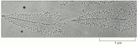 Figure 6-9. Transcription of two genes as observed under the electron microscope.