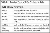 Table 6-1. Principal Types of RNAs Produced in Cells.
