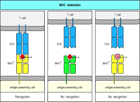 -cell recognition of antigens is MHC restricted -
