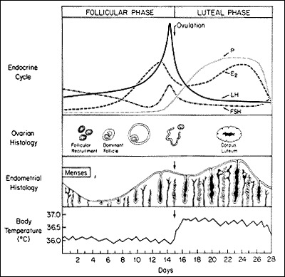 Figure 1. . Hormonal, Ovarian, endometrial, and basal body temperature changes and relations throughout the normal menstrual cycle.