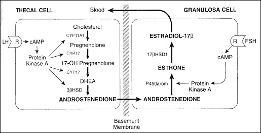 Figure 4. . Two-cell, two-gonadotropin hypothesis of regulation of estrogen synthesis in the human ovary.