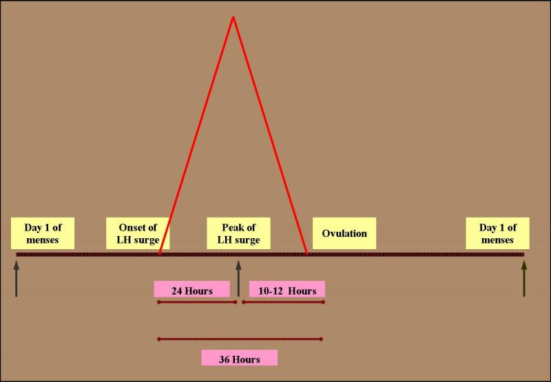 Figure 5. . The onset of LH surge usually precedes ovulation by 36 hours.