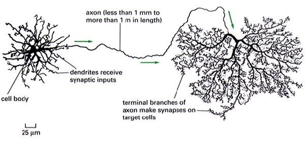 somatic nervous system. somatic nervous system.