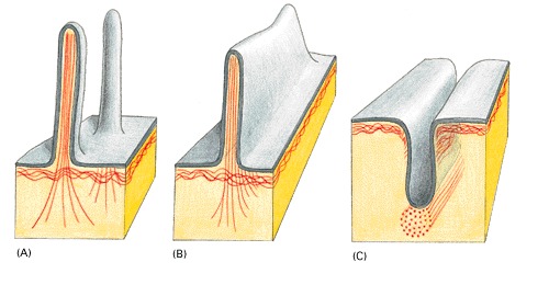 Animal Cell Examples. membrane of animal cells.