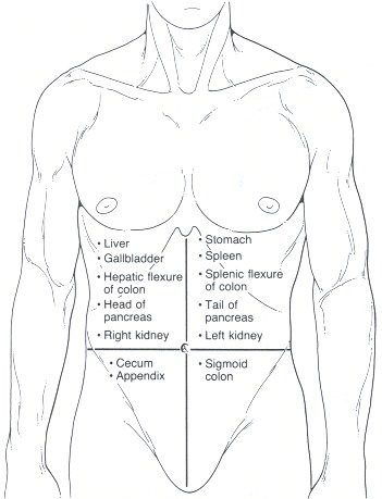 Figure 80.3. Topographic anatomy of the abdomen.