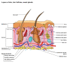 Cross section of layers of the skin