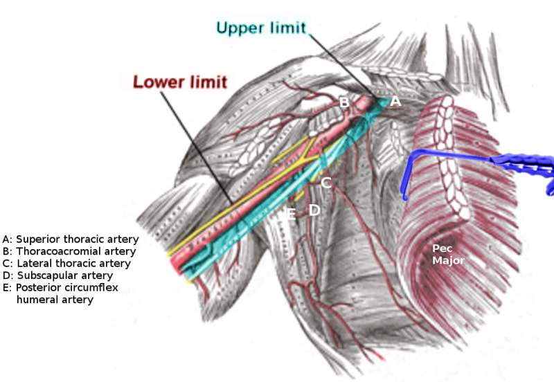 Figure Axillary Artery Image Courtesy S Bhimji Md Statpearls Ncbi Bookshelf