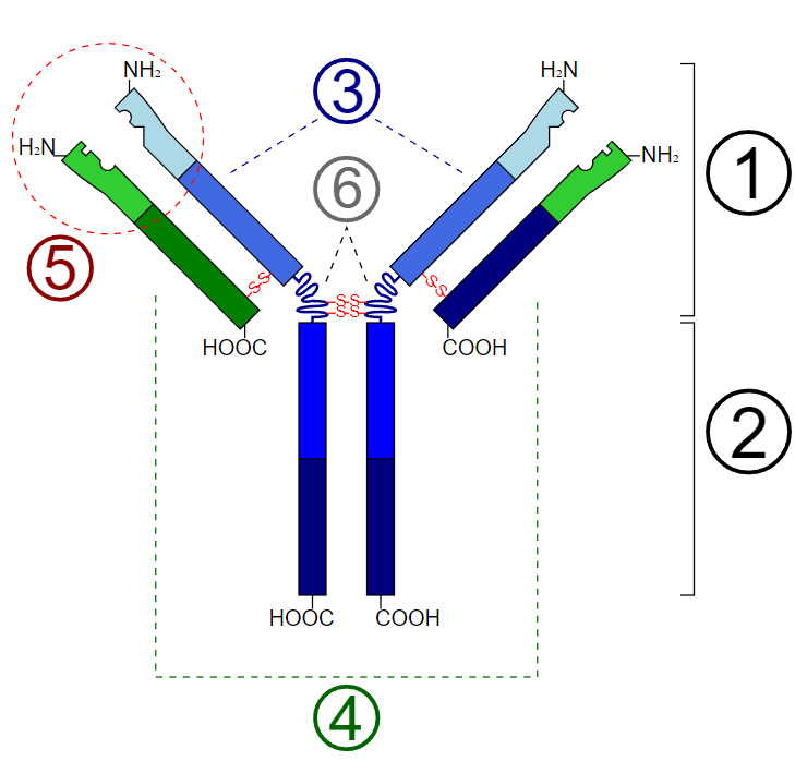 Figure Schematic Diagram Of The Basic StatPearls NCBI Bookshelf