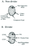 Ciliates Reproduction