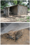 Photos of a setting of active transmission in the Gran Chaco region and the pyrethroid-resistant Triatoma infestans collected from the structure