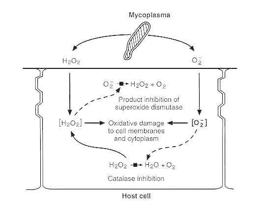 Figure 37-6. Proposed mechanism of oxidative damage to host cells by adhering M pneumoniae.