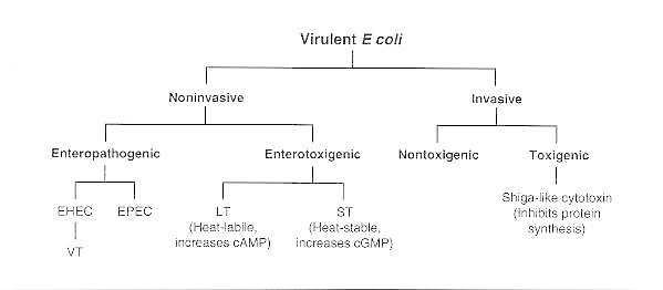 Figure 25-1. Virulence mechanisms of E coli.