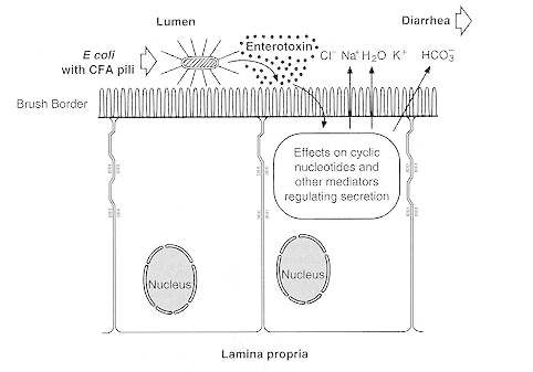 Figure 25-3. Cellular pathogenesis of E coli having CFA pili.