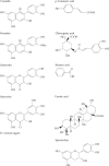 FIGURE 6.2. Structures of some of the major anthocyanins (cyanidin and peonidin), flavonols (quercetin and myricetin), phenolic and organic acids (p-coumaric acid, chlorogenic acid, and benzoic acid), flavan-3-ols (epicatechin), and terpenoids (ursolic acid) in cranberry fruit.