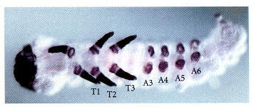 Figure 22.5. Distal-less gene expression in the larva of the buckeye butterfly Precis.