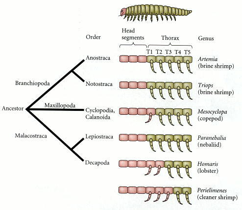 Figure 22.8. Schematic representation of the expression of Ubx and abdA (green) in the thoracic segments of different types of crustaceans.