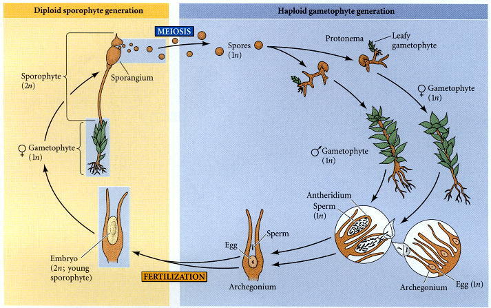 pinus female gametophyte