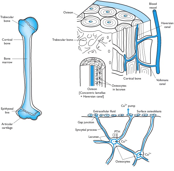 bone osteocytes