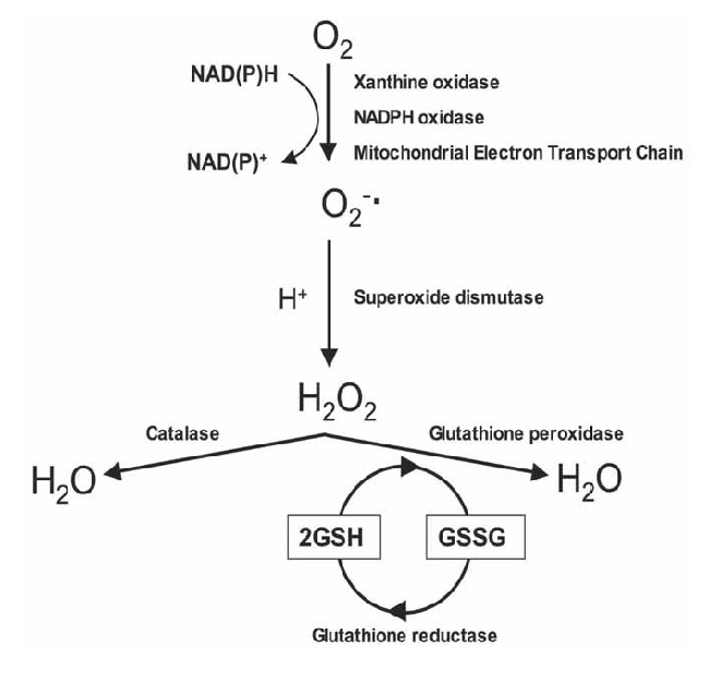 glutathione peroxidase outline