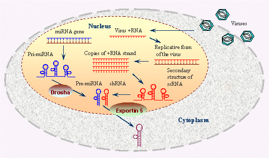 Sirna Mechanism