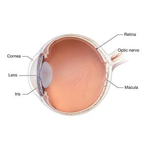 Macula of the Eye - National Library of Medicine - PubMed Health