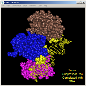 Thumbnail image showing 3D structure of Tumor Suppressor P53 Complexed with DNA (accession 1TUP). Yellow spheres represent amino acids within 5 Angstroms of DNA strands.  Click on image to read about macromolecular structures and how they can be used to learn more about proteins and other biomolecules.